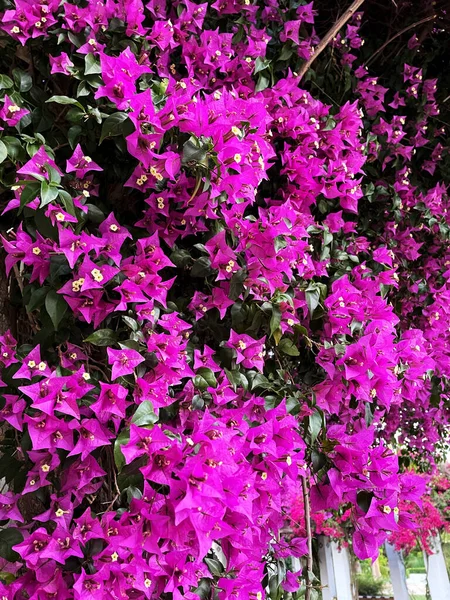 Schöne Blumen Wachsen Garten — Stockfoto