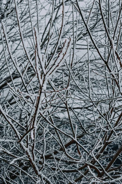 Ormanda Karla Kaplı Çıplak Ağaç Dallarının Ürkütücü Manzarası — Stok fotoğraf