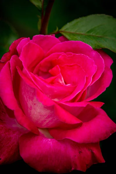 Closeup Vertical Uma Rosa Bonita Aumentou Sua Flor Cheia — Fotografia de Stock