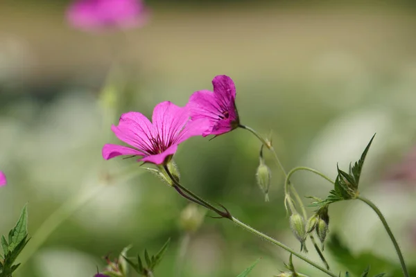 Tiro Uma Bela Flor — Fotografia de Stock