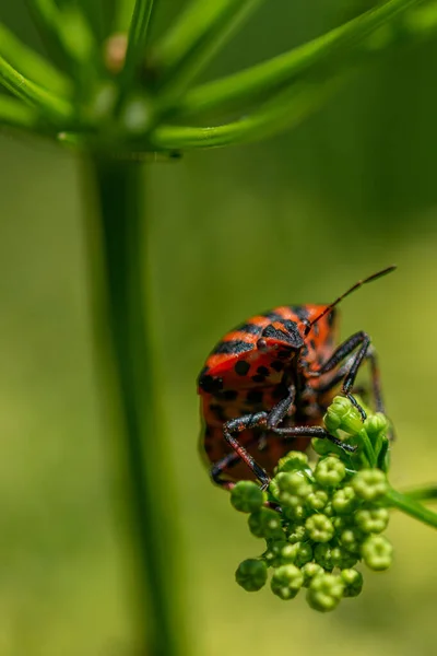 Una Macro Vertical Insecto Escudo Rayado Rojo Graphosoma Italicum Sentado — Foto de Stock