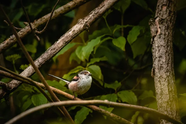 Chubby Long Tailed Tit Bird Standing Narrow Fallen Branches Woods — Foto de Stock
