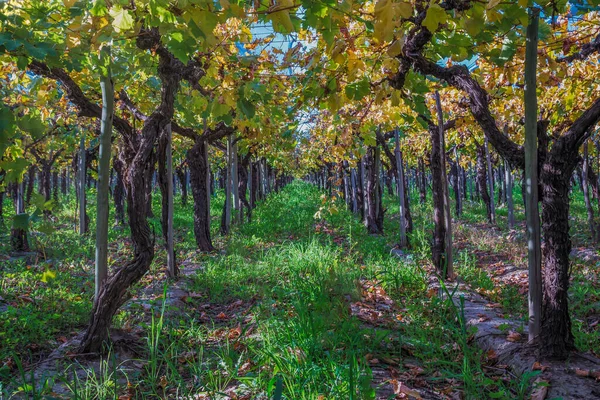 Een Natuurlijk Uitzicht Een Prachtige Druivenwijngaard Argentinië — Stockfoto