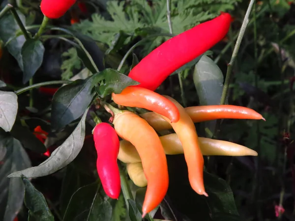 Gros Plan Piments Frais Bio Capturés Dans Potager — Photo