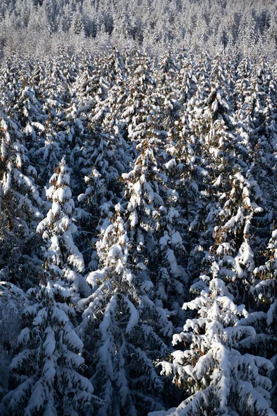 Вид Сверху Покрытые Снегом Деревья Горах Гарца Германия — стоковое фото
