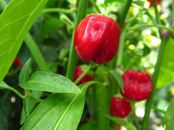 Een Close Shot Van Verse Biologische Paprika Gevangen Een Moestuin — Stockfoto