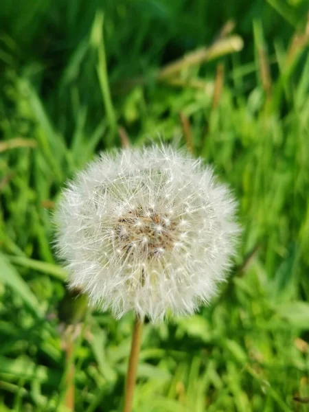 Eine Vertikale Aufnahme Eines Flauschigen Löwenzahns Auf Einer Wiese — Stockfoto