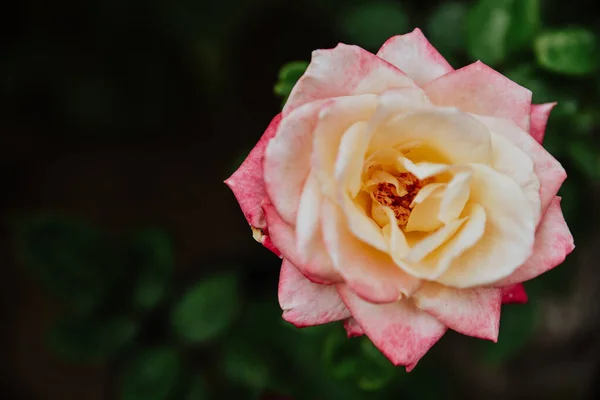 Primer Plano Una Hermosa Rosa Jardín — Foto de Stock