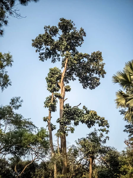 Plano Vertical Árboles Altos Bosque — Foto de Stock