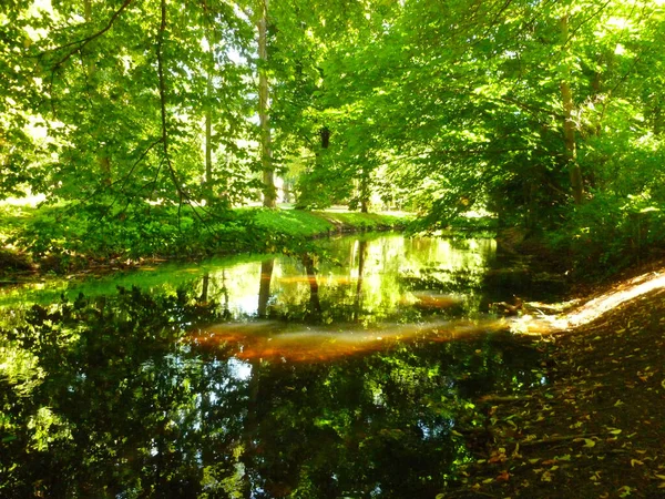 Una Strada Paludosa Attraverso Verde Brillante Foresta Soleggiata — Foto Stock