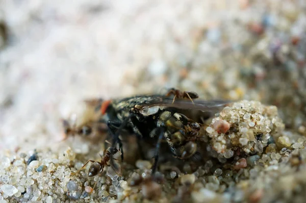 Primer Plano Hormigas Atacan Una Mosca —  Fotos de Stock