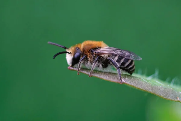 Boczne Zbliżenie Owłosionej Męskiej Pszczoły Tynkarskiej Liściu — Zdjęcie stockowe