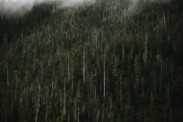 Fondo Horizontal Denso Bosque Montañoso Brumoso Día Sombrío — Foto de Stock