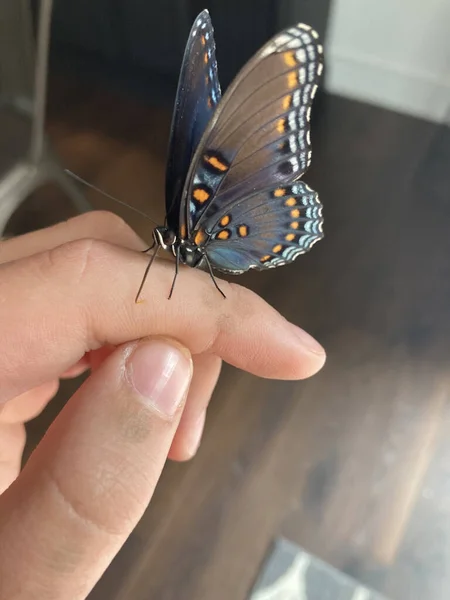 Une Mise Point Sélective Papillon Coloré Sur Une Main Masculine — Photo
