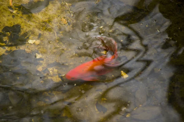 佐治亚州公园池塘里的一条金鱼 — 图库照片
