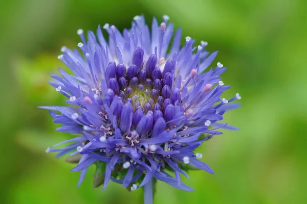 Closeup Emerald Blue Flower Devil Bit Scabious — Stock Photo, Image