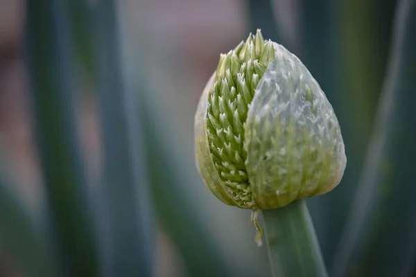 Closeup Shot Spring Onion Flower Blossom Vegetable Garden — Stockfoto