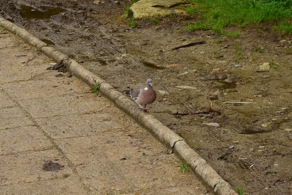 Schöne Aufnahme Des Jungvogels Natürlichem Lebensraum — Stockfoto