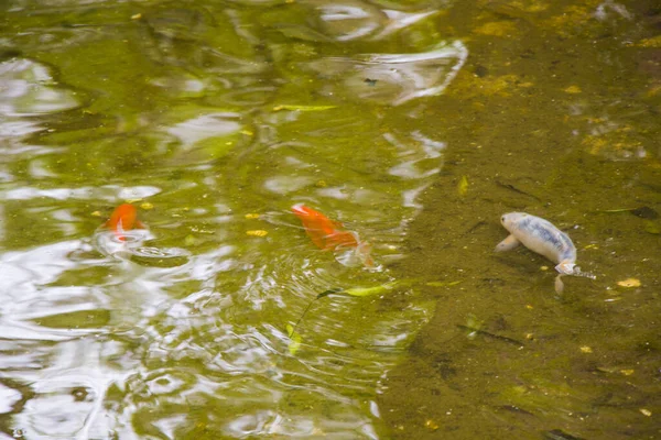 Ikan Mas Kolam Sebuah Taman Georgia — Stok Foto