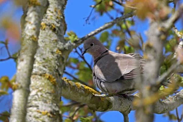 在阳光明媚的一天 一只土耳其鸽子栖息在一棵树上 拍下了它的低角照片 — 图库照片