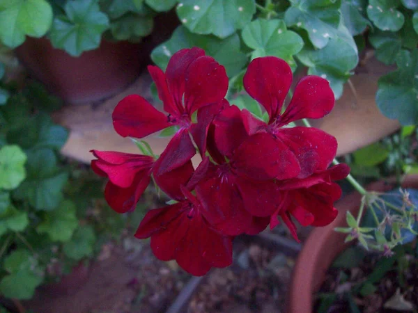 Closeup Beautifully Blossomed Red Flowers Garden — Stock Photo, Image