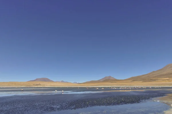 Група Фламінго Озері Лагуна Верде Тлі Пагорбів Блакитного Неба Болівії — стокове фото