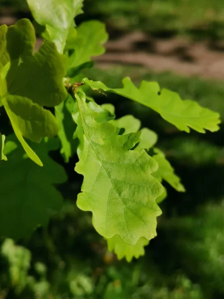 Primo Piano Verticale Foglie Quercia Verde — Foto Stock