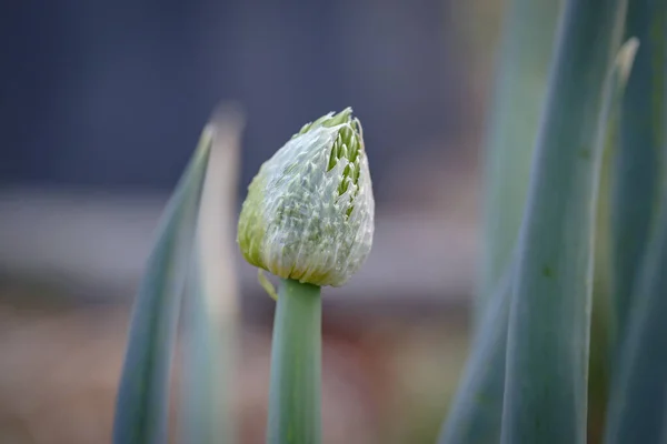 Closeup Shot Spring Onion Flower Blossom Vegetable Garden — Photo