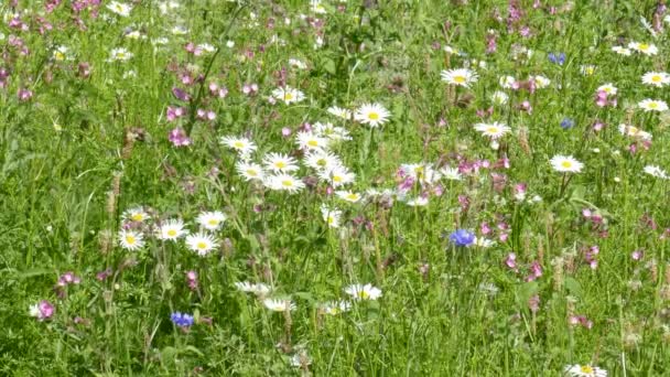 Een Prachtig Bloeiend Wildbloemenveld Met Madeliefjes Zonnige Dag — Stockvideo