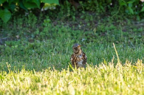 Крупный План Дрозда Песни Turdus Philomelos Зеленой Траве — стоковое фото