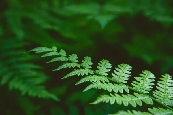Detailní Záběr Zelených Kapradinových Větví Listí — Stock fotografie