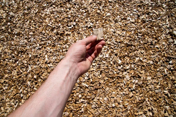 Person Holding Piece Wood Shaving — Stock Photo, Image