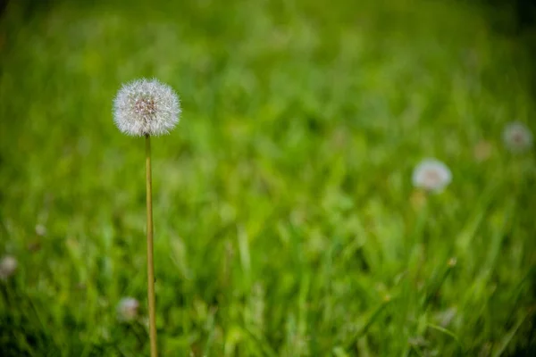 在绿色的草地上拍下了一朵蒲公英的特写 — 图库照片
