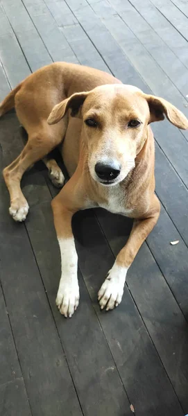 Sevimli Melez Bir Köpeğin Tahta Bir Yüzeye Uzanmış Dikey Görüntüsü — Stok fotoğraf