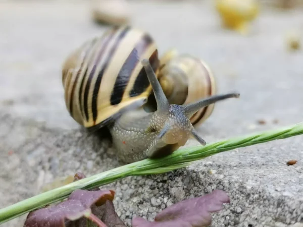 Nahaufnahme Einer Schnecke Auf Einer Straße — Stockfoto