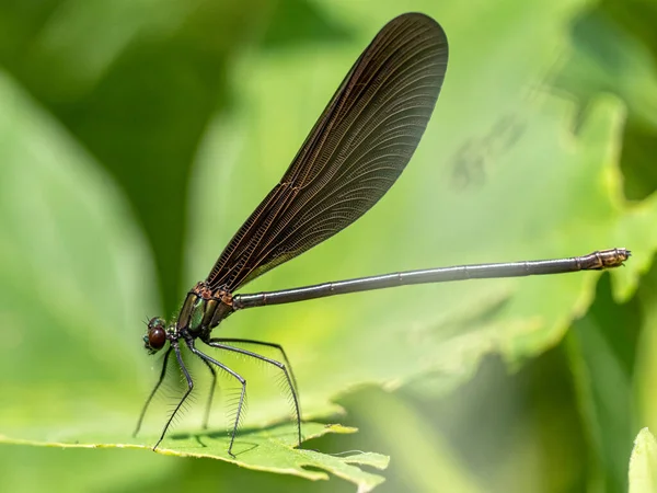 Ett Makro Skott Jungfru Ett Grönt Löv — Stockfoto