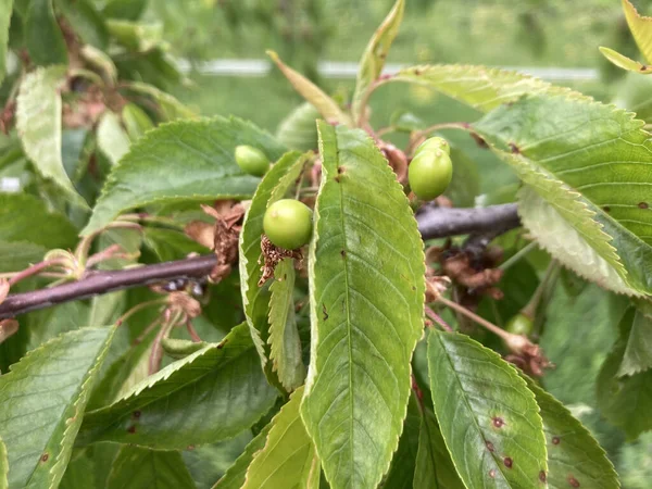 Eine Nahaufnahme Eines Zweiges Der Prunus Pflanze Mit Grünen Früchten — Stockfoto