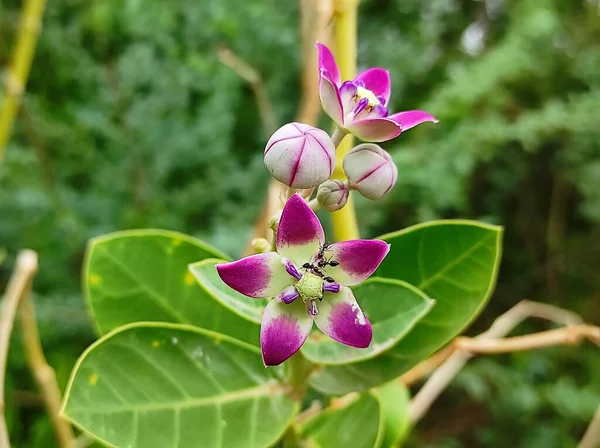 Çiçek Açan Calotropis Çiçeklerinin Yakın Plan Çekimi — Stok fotoğraf