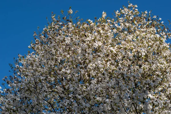 Μια Όμορφη Φωτογραφία Ενός Ανθισμένου Δέντρου Καθαρό Μπλε Φόντο Του — Φωτογραφία Αρχείου