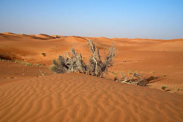 Sharjah United Arab Emirates Apr 2021 Sharjah Verenigde Arabische Emiraten — Stockfoto