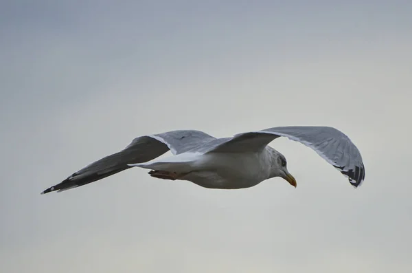 Närbild Mås Som Flyger Den Molniga Himlen — Stockfoto