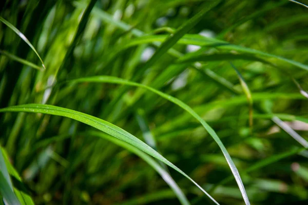 Gros Plan Herbe Verte Fraîche — Photo