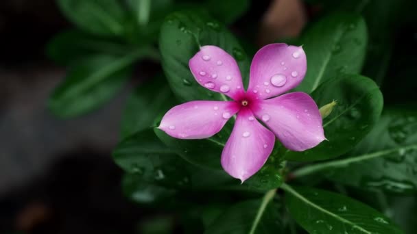 Beautiful Bright Flower Growing Garden Summer Sunny Day — Stock Video