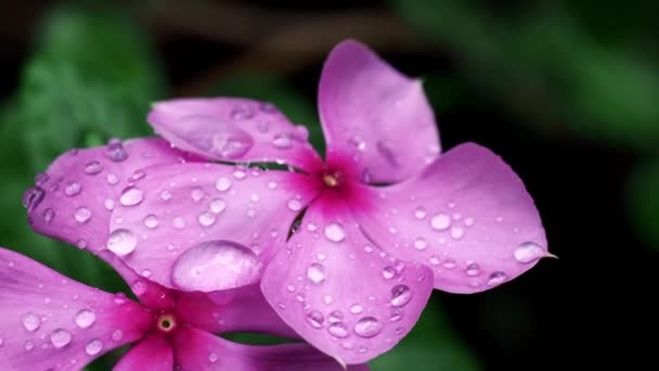 Bellissimi Fiori Luminosi Che Crescono Giardino Estate Giornata Sole — Video Stock