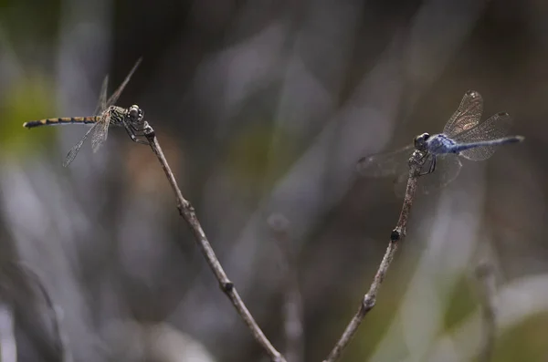 两只蜻蜓栖息在树枝上 — 图库照片