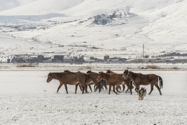 Campo Nieve Invierno Con Muchos Caballos Perro Corriendo Durante Día — Foto de Stock