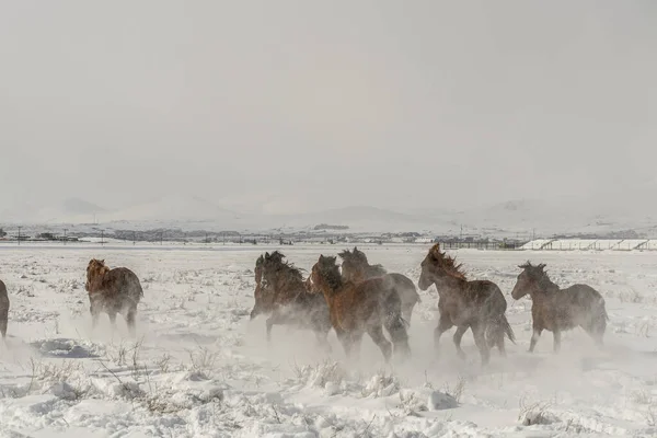 Campo Nieve Invierno Con Muchos Caballos Corriendo Durante Día — Foto de Stock