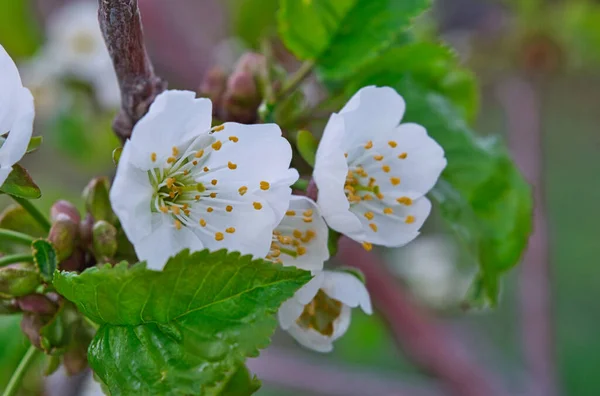 Gros Plan Fleurs Cerisier Blanc Avec Des Feuilles Vertes Sur — Photo