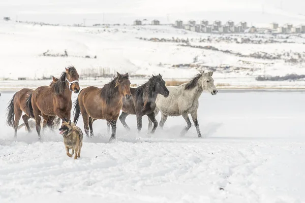 Campo Nieve Invierno Con Muchos Caballos Perro Corriendo Durante Día — Foto de Stock