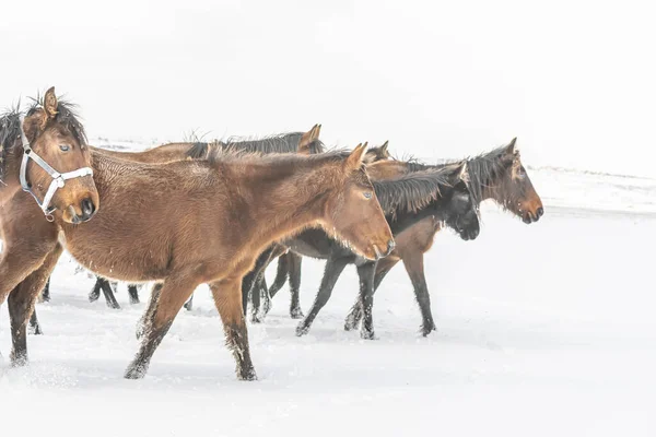 Tiro Caballos Corriendo Invierno — Foto de Stock